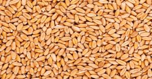 June 21, 2025: Wheat Prices in UP Range from ₹2330 to ₹2630 – Saharanpur and Mugrabadshahpur Top the Charts